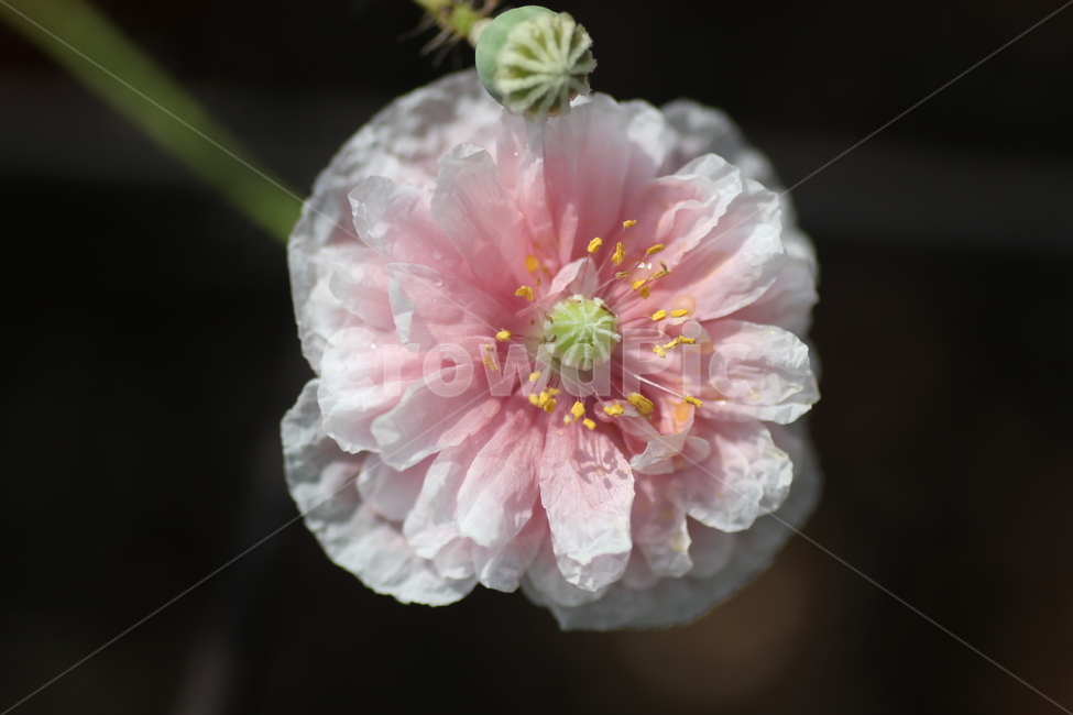 꽃,양귀비,양귀비꽃,포피,개양귀비꽃,식물,자연,plants,nature,꽃,flower
