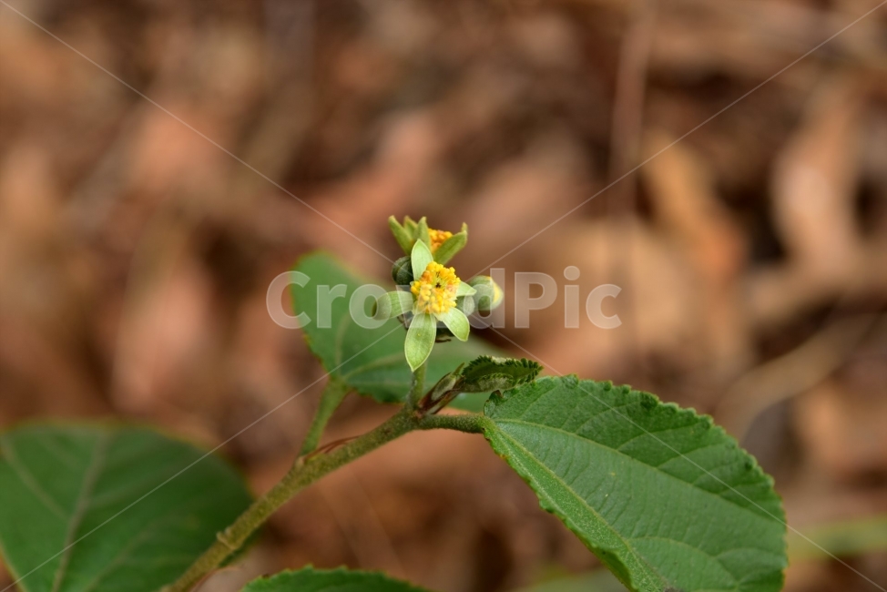vegetation,summer,spring,healing,ecology,plants,season,Emotion,mountain flower,Flower,nature,tree,male flower,woody,flower,wildflowers,Janggu chestnut tree,background,plant,wild flowers,wild,summer flowers