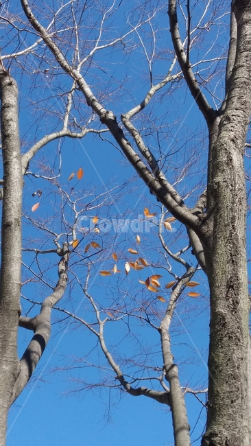 겨울나무,나무,겨울,낙엽,빈가지,winter,tree,겨울,계절,winter,season,식물,자연,plants,nature,나무,trees,wood