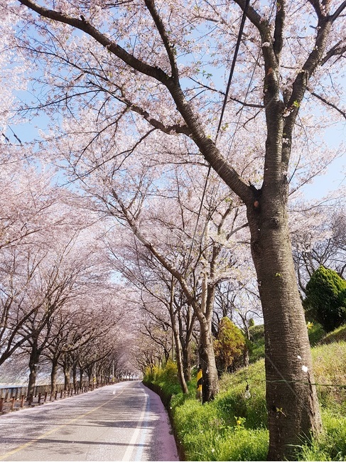 길,벚꽃,벚꽃길,봄,꽃길,섬진강