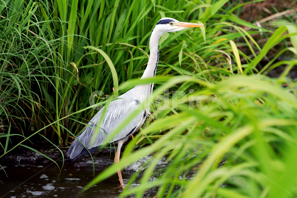 왜가리,새,조류,철새,야생,야생동물,동물,자연,생태,생태계,heron,bird,animal,동물,animal,조류,새,birds