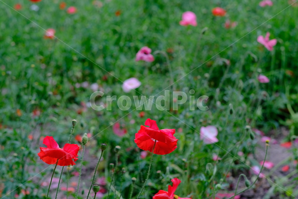꽃,flower,양귀비,팜도미타,북해도,farmtomita,식물,빨간색,자연,초록색