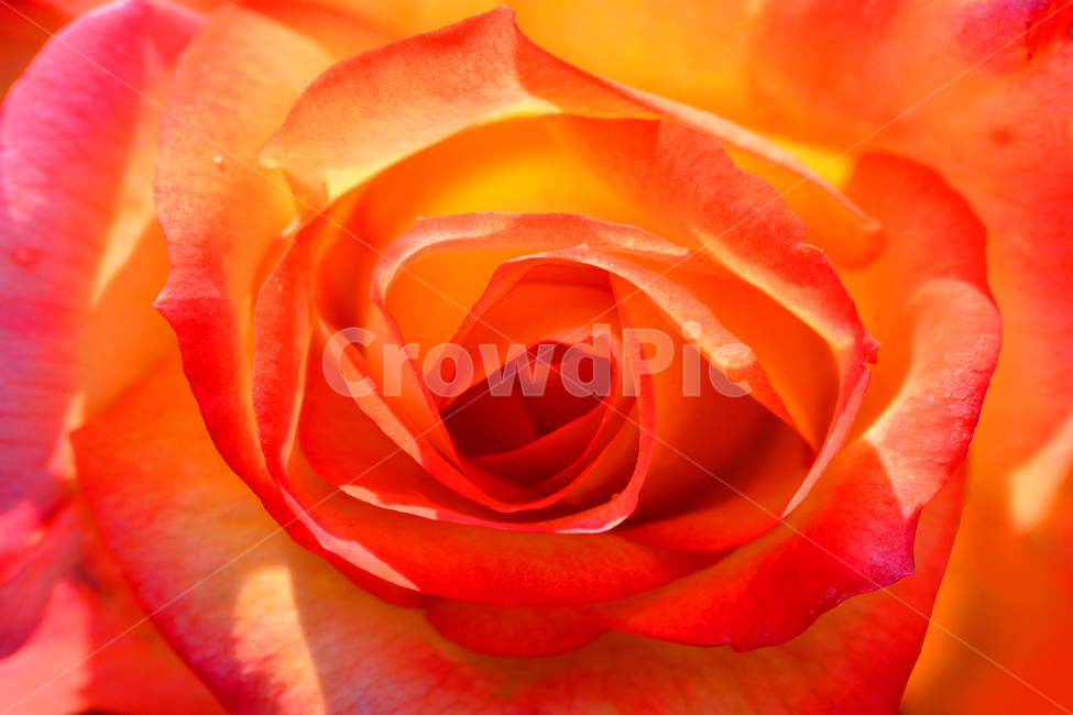 장미,꽃,접사,마크로,감성,분위기,느낌,필,색감,겹꽃,rose,feeling,emotion,sensibility,red,orange,light,빛,투명한,flowers,배경,바탕,백그라운드,background,5월,장미의계절,향기,화장품,향수,여성,식물,자연,plants,nature,꽃,flower,색깔,색상,색채,색감,color sense,color sensitivity,feeling of color