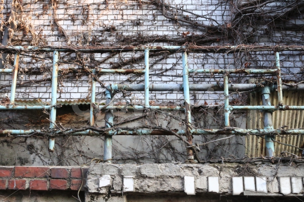 울타리,벽,폐허,건물,빈티지,vintage,wall,건축물,건물외관,exterior,building,structure,architecture,construction,식물,자연,plants,nature