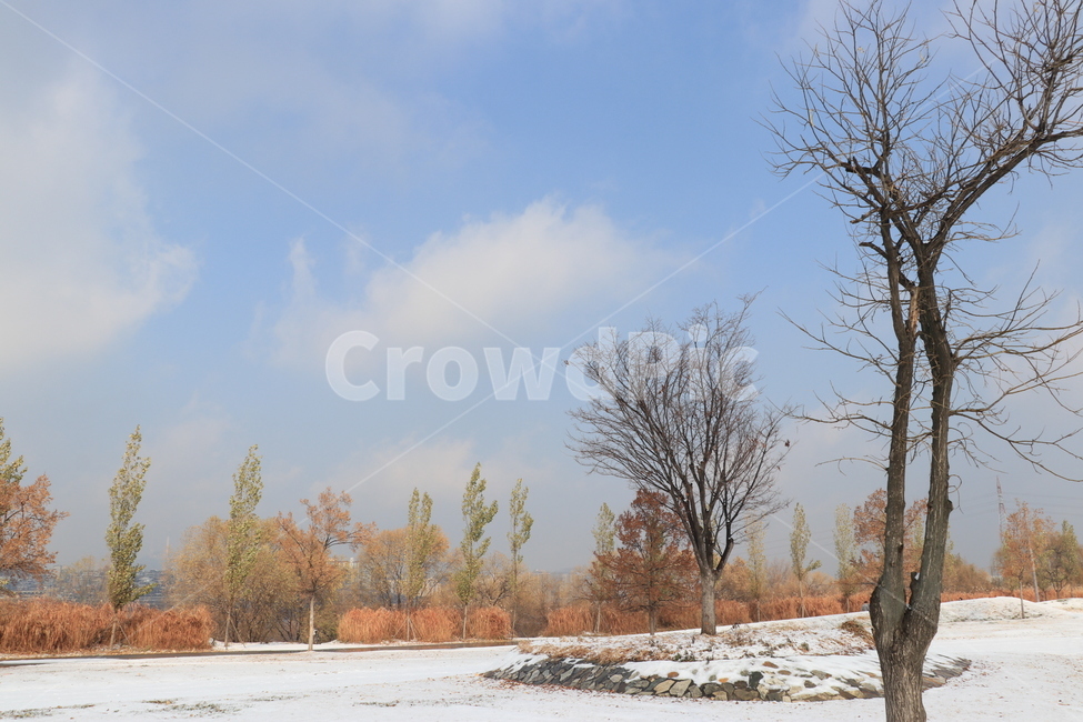 눈,겨울,한강,snow,winter,hanriver,겨울,계절,winter,season,자연,풍경,nature,landscape,tree,나무,plant,식물