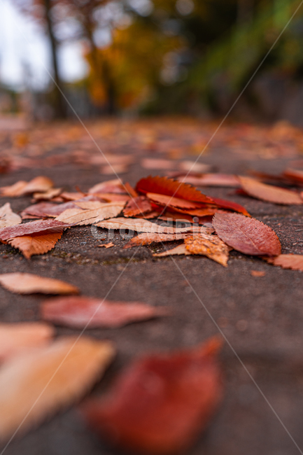 leaf,잎,plant,식물,낙엽,가을,autumn,fall,가을,계절,fall,autumn,season,tree,나무
