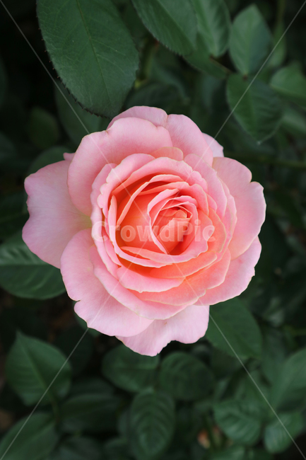 blossom,flower,꽃,rose,장미,plant,식물,분홍장미,식물,자연,plants,nature,꽃,flower