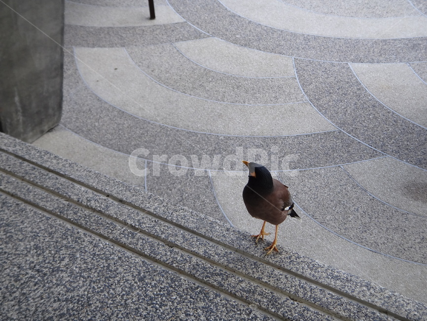 새,작은새,겁없는새,여유,쉼,친화적,동물,animal,조류,새,birds