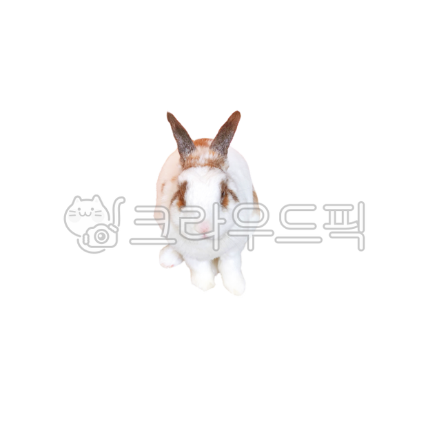 토끼,반려동물,토끼귀,rabbit,pet,hollandlop