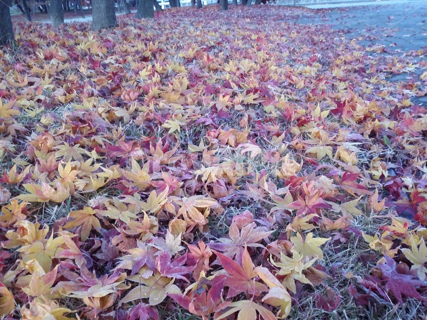 leaf,잎,plant,식물,단풍,낙엽,가을,계절,fall,autumn,season,식물,자연,plants,nature