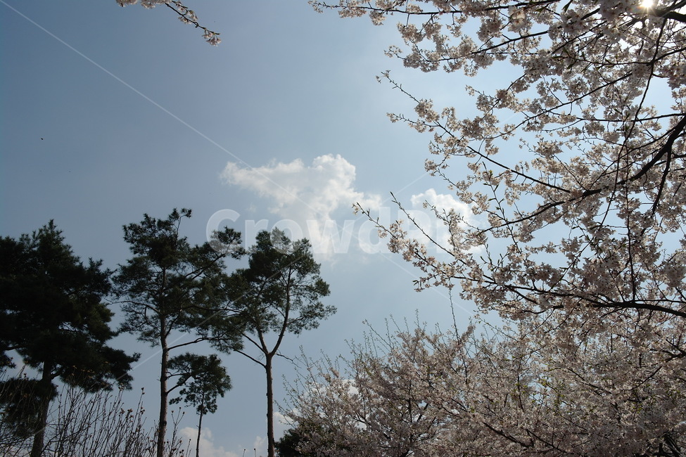 봄,자연,꽃,하늘,spring
