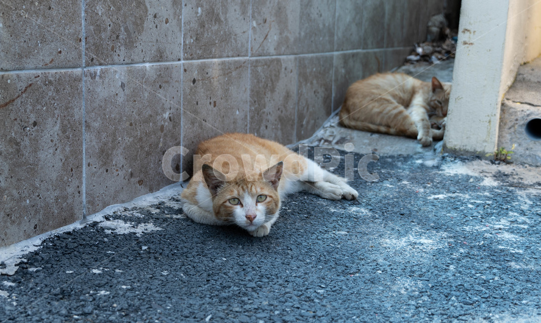 stray cat,cat,yellow cat,yellow