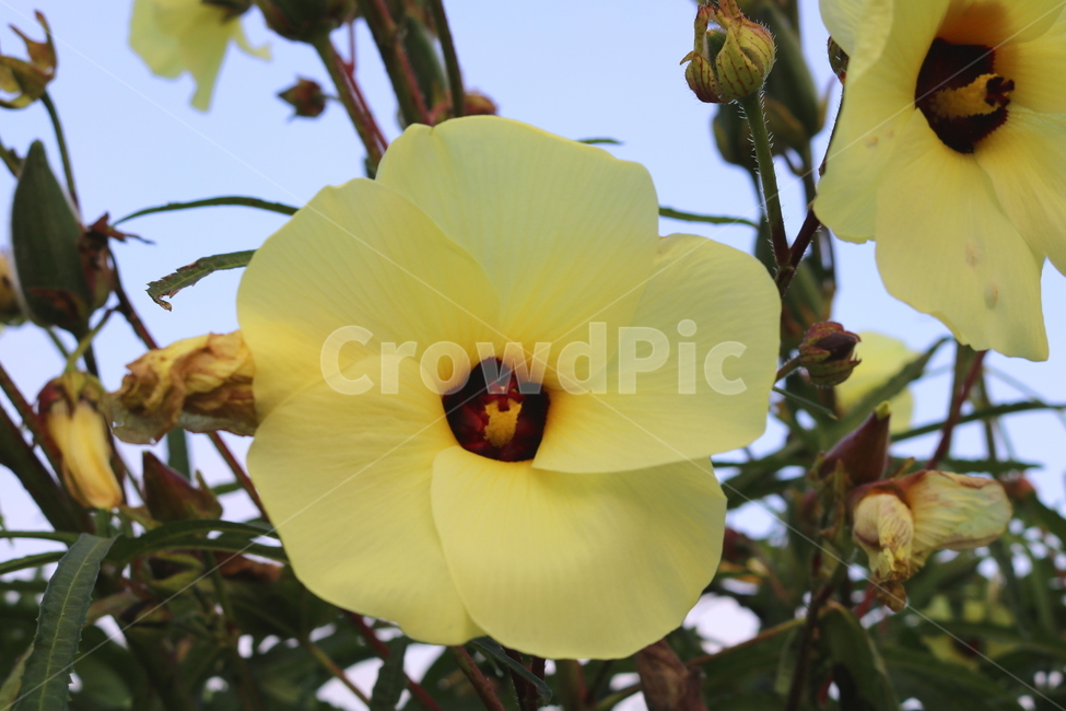 닥풀,꽃,닥풀꽃,식물,자연,황추규,황촉규,아욱과,식물,자연,plants,nature,꽃,flower