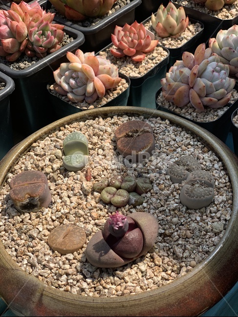 다육,식물,농장,다육이,화분,식물,자연,plants,nature