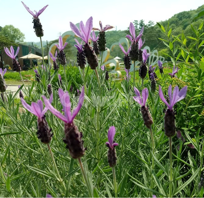 라벤더,꿀풀과,lavender,상록소관목,식물