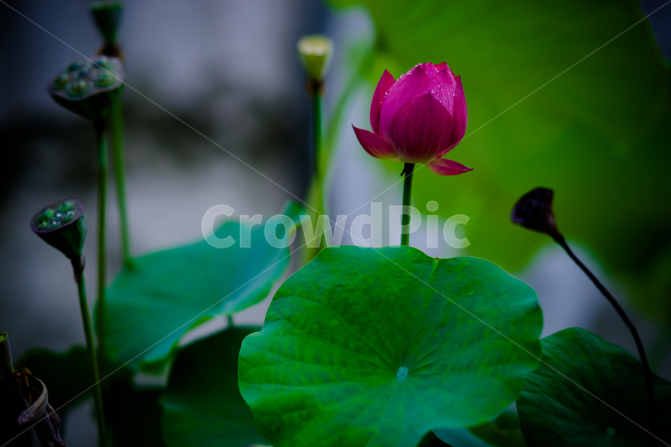배경,바탕,배경이미지,뒷배경,꽃,만개,개화,연꽃,연꽃과잎,붉은연꽃,연자방,꽃송이