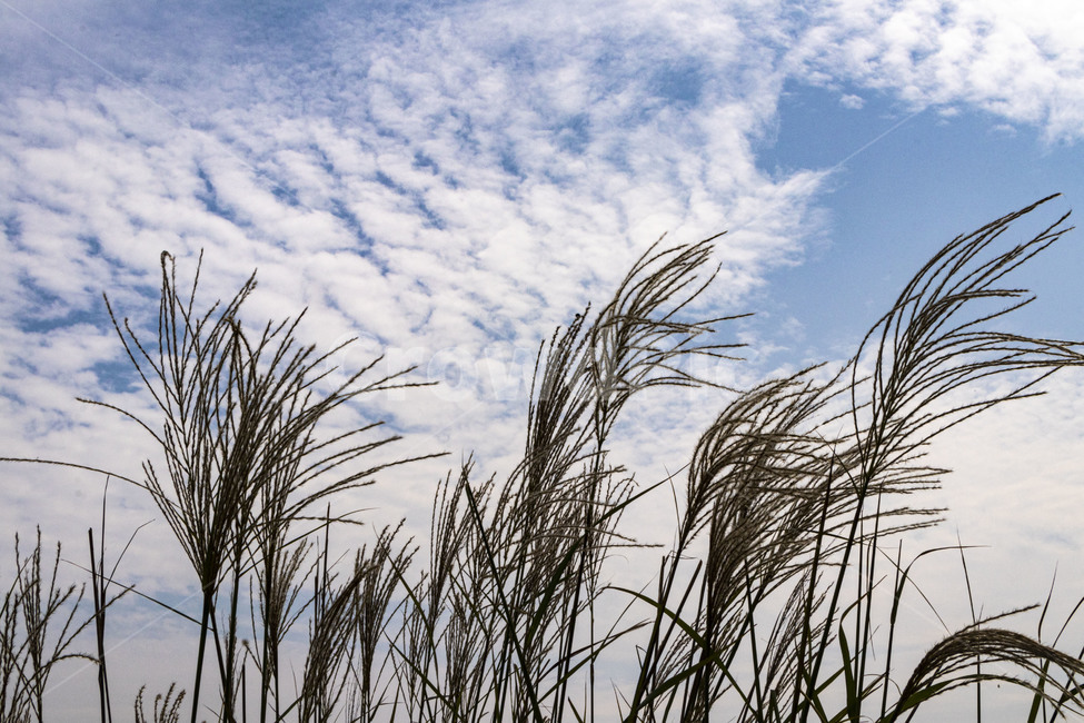 억새,억새풀,silvergrass,가을억새,푸른하늘,구름,reed,plant,식물,가을,계절,fall,autumn,season,grass,잔디,lawn,갈대