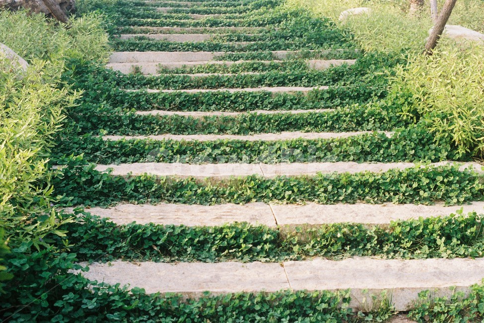 풀,초록,계단,자연,풍경,경치,식물,자연,plants,nature