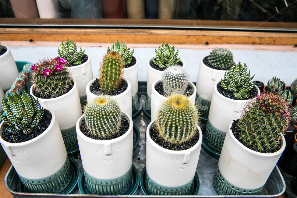 다육,화분,선인장,꽃,받침,식물,자연,plants,nature,실내용화초,화분,화초,house plant