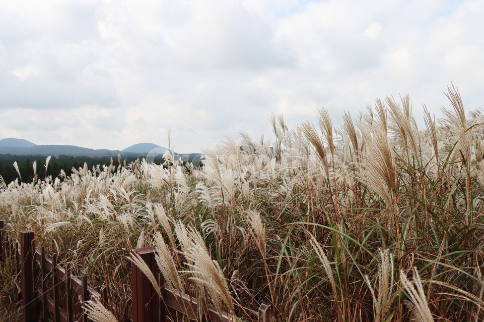 Reed,nature,grass,plant,reed,sight,Sangumburi