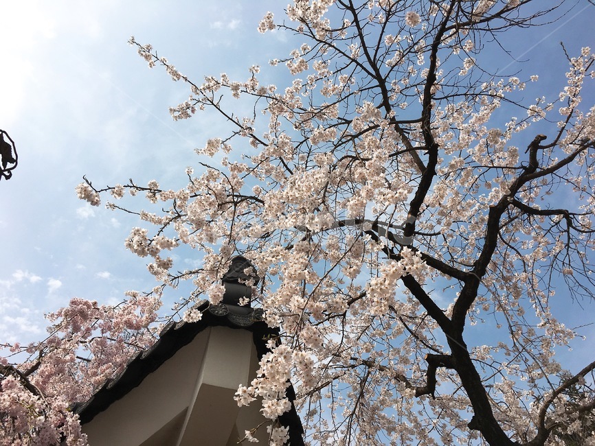 수양벚꽃,벚꽃,꽃,수양버들벚꽃,수양버들꽃,plant,식물,flower,현충원수양벚꽃,봄,핑크,cherryblossom,자연,풍경,blossom,nature,spring,봄꽃,벚나무,tree,korea,wood