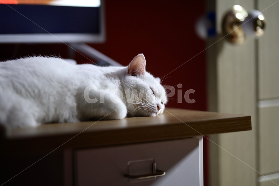 고양이,브리티쉬숏헤어,브숏,흰고양이,집고양이,집냥이,낮잠,반려묘,반려동물,동물,cat,동물,animal,포유류,mammal,고양이,cat,kitten,kitty