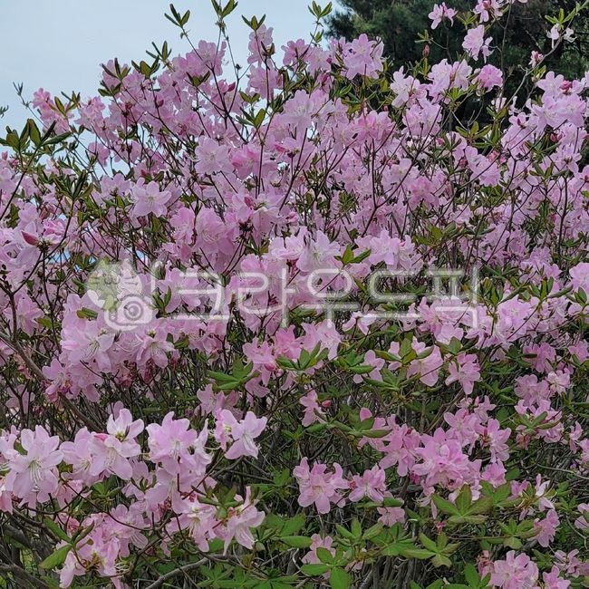 철쭉,철쭉꽃,봄꽃,5월의꽃,철쭉나무,초목,flower,꽃,petal,꽃잎,연분홍꽃,꽃나무,산철쭉,황매산철쭉,blossom,rhododendron