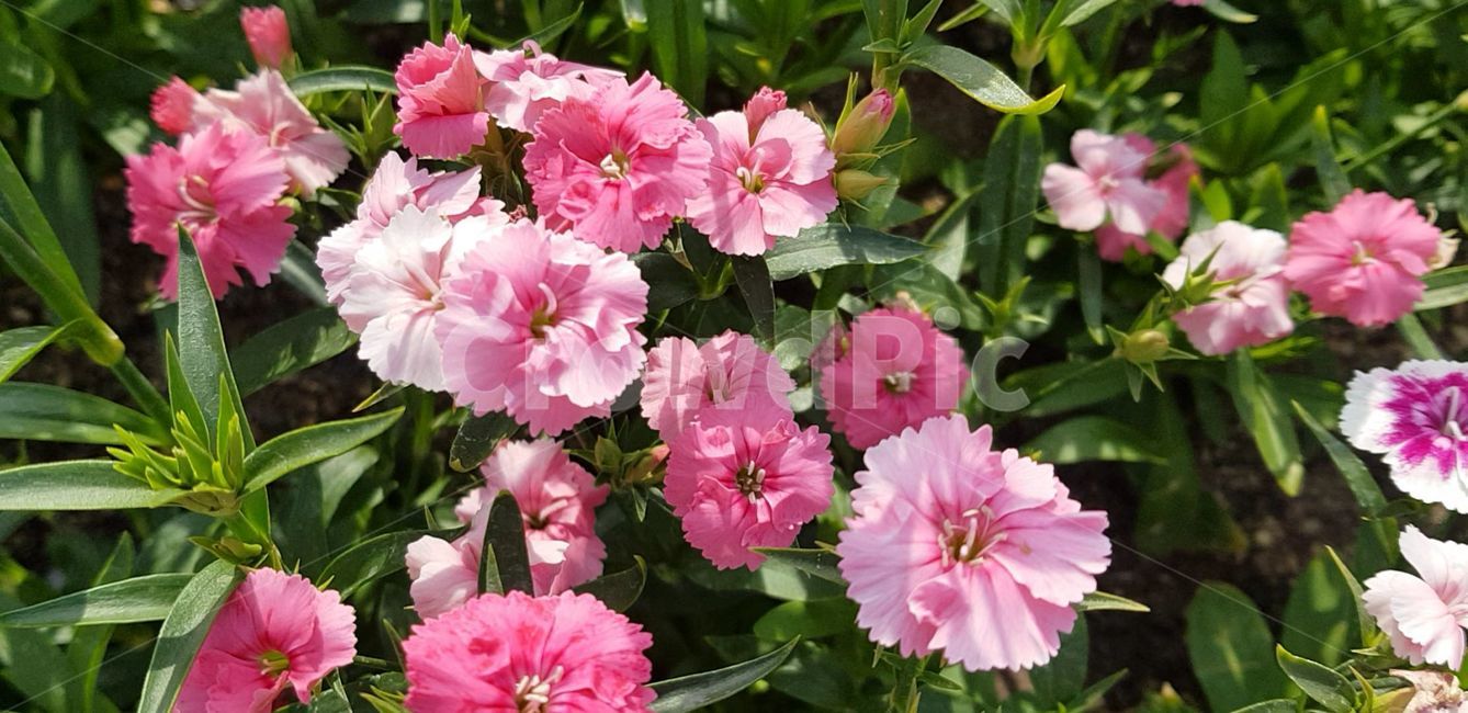 봄,blossom,flower,식물,plant,꽃,nature,자연,제라늄,geranium
