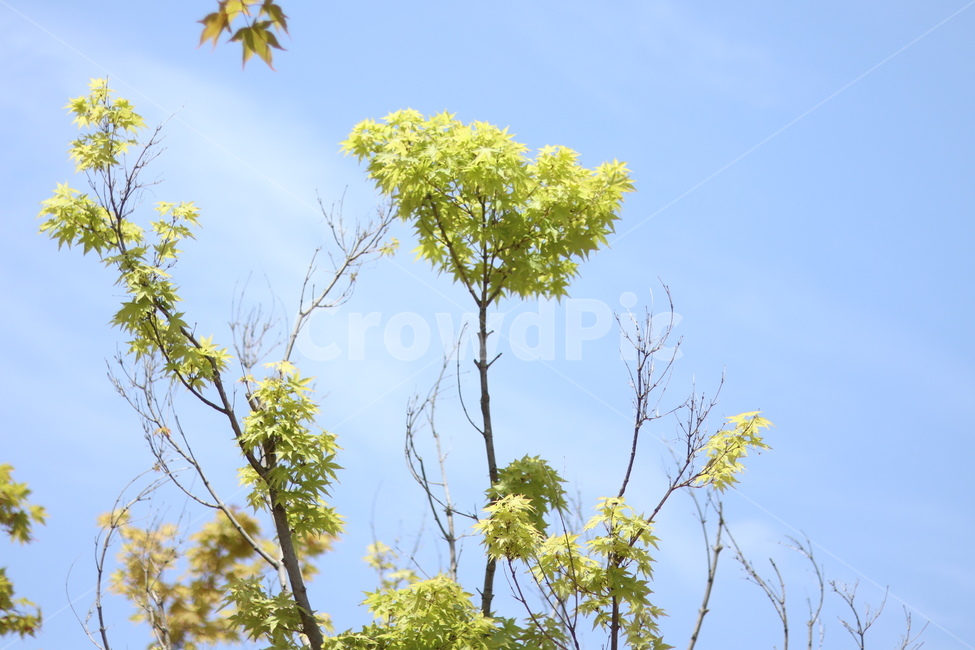 단풍,연두,파랑하늘,봄,잎,식물,자연,plants,nature,나무,trees,wood