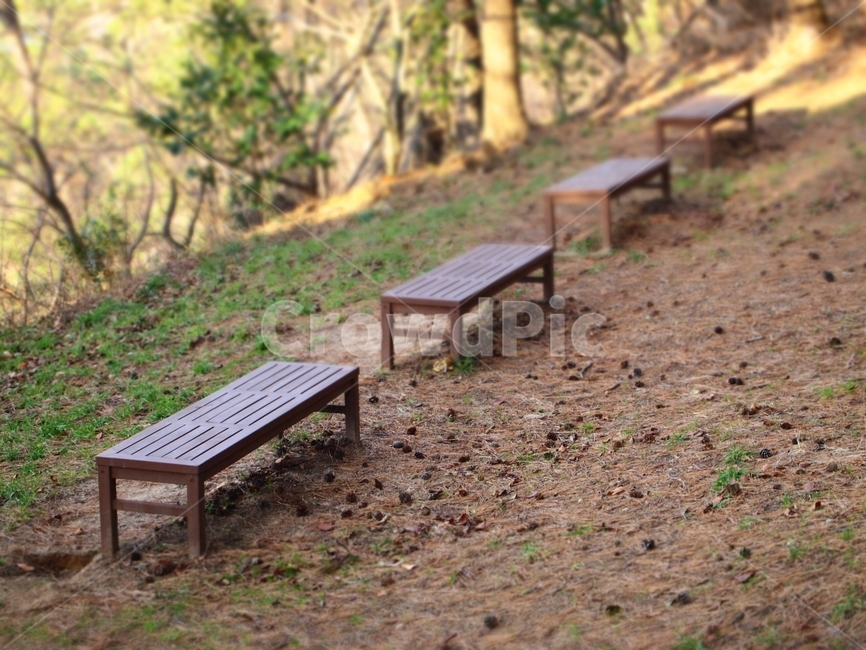 벤치,의자,숲,bench,chair,나무,나무의,숲의,자연,풍경,nature,landscape,ground,바닥