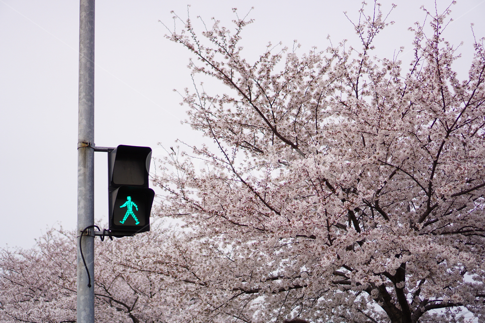 꽃,신호등,벚꽃,분홍,봄,봄,계절,spring,season,교통,교통수단,traffic,transportation,plant,식물,light,빛,traffic light
