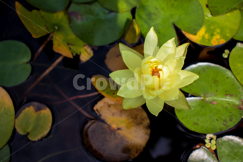 수련,waterlily,수련꽃,꽃,자연,연못,식물,잎,잎사귀,이파리,꽃잎,자연의,그린,초록,녹색,초록색,물,야생,야생의,야생화,옐로,옐로우,노랑,노란색,노란,성장,성장하는,연,연꽃,정원,가든,계절,시즌,여름,봄,개구리밥,부평초,아름다운,예쁜,미,우아한,활짝핀,만발한,만발,만개,만개한,야외,신선한,싱싱한,바탕,배경,백그라운드,flower,waterlily,pond,nature,plant,green,pondlily,candock,pondlily,waternymph,water,lily,leaf,leaves,petal,natural,wild,wildflower,wildness,yellow,growth,growing,grow,lotus,lotusflower,garden,season,spring,summer,duckweed,beautiful,beauty,bloom,blooming,blossom,outdoor,outdoors,fresh,freshness,graceful,elegant,background,식물,자연,plants,nature,꽃,flower