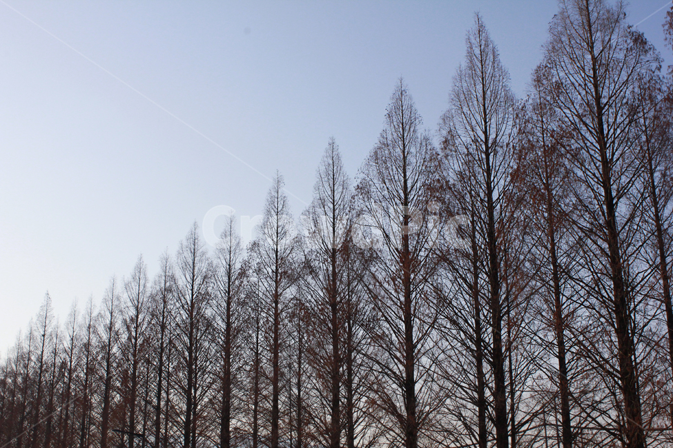 tree,나무,메타세콰이어,메타세콰이어길,가을,식물,자연,plants,nature,나무,trees,wood