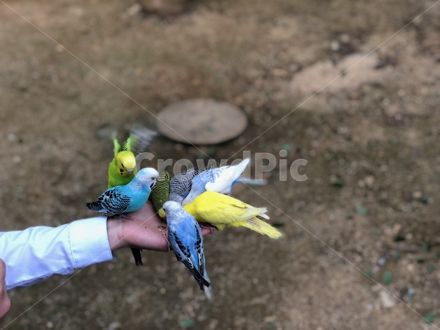 새,앵무새,bird,알록달록,작은새,동물,동물,animal,조류,새,birds