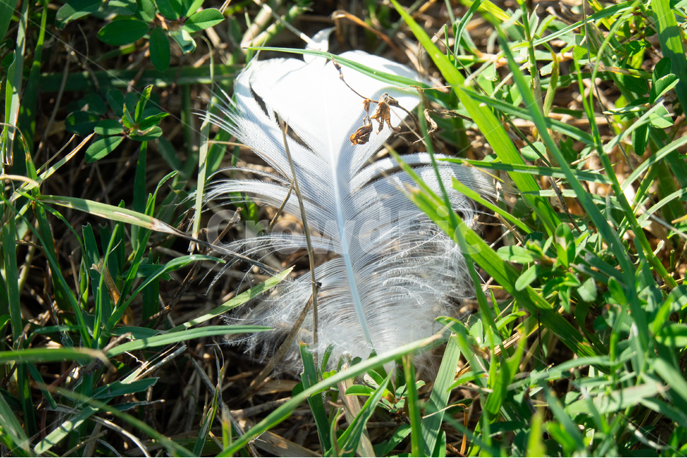 날개,풀,순수,정직,자연,식물,자연,plants,nature