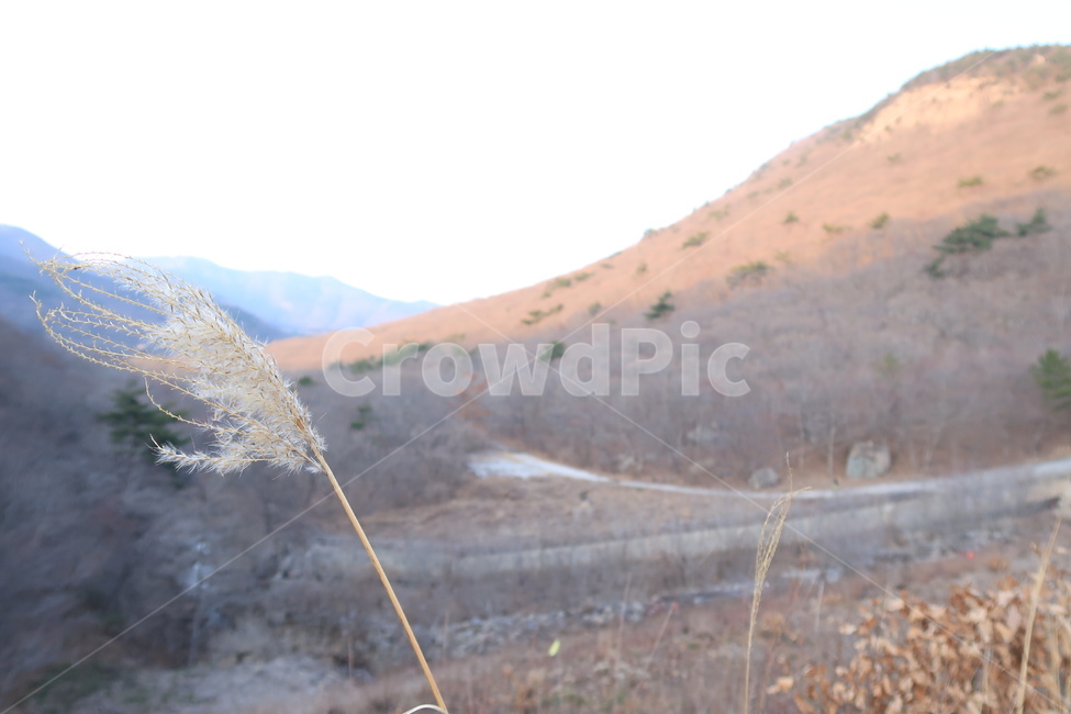 자연,겨울,언덕,갈대,억새풀,가을,계절,fall,autumn,season,자연,풍경,nature,landscape,water,물
