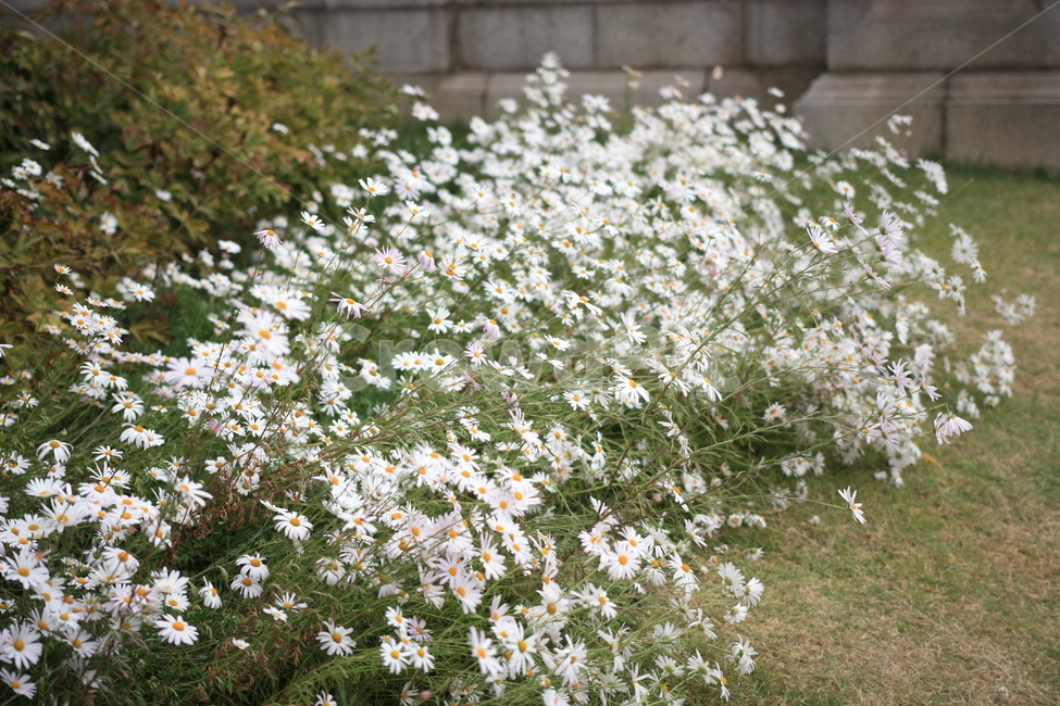 국화,가을,꽃,Flower,덕수궁,식물,자연,plants,nature,꽃,flower