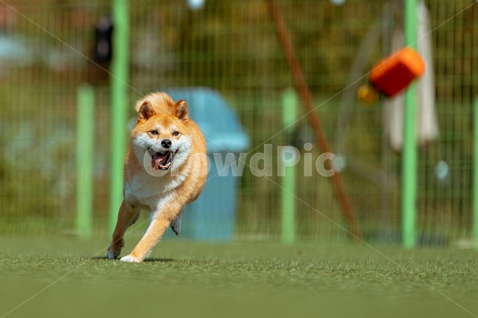 animal,pet,동물,dog,개,포유류,시바,시바이누,시바견,적시바,동물,animal,포유류,mammal,개,강아지,dog,doggy
