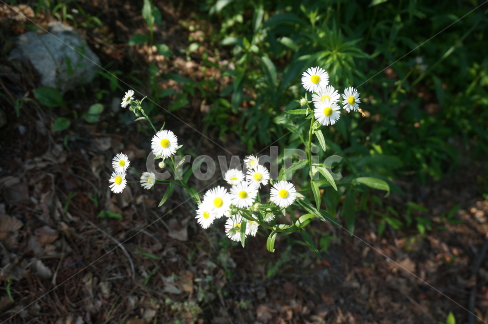 꽃,흰꽃,종이꽃,데이지,flower,노란꽃