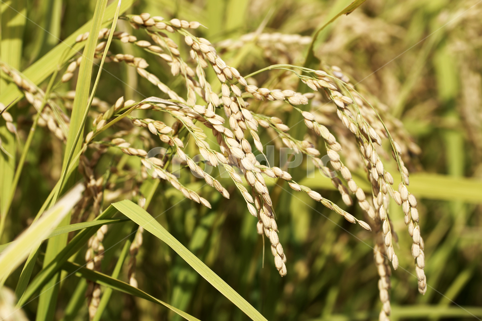 벼,쌀,곡식,주식,결실,이삭,벼이삭,논,농업,가을,산업,industry,industrial,농업,농사,agriculture,farming,farming industry
