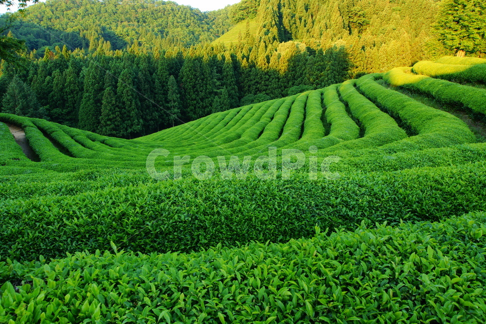 녹차밭,보성,신록,풍경,녹차,자연,풍경,nature,landscape,한국자연풍경,한국자연경관,korea nature landscape,field,들