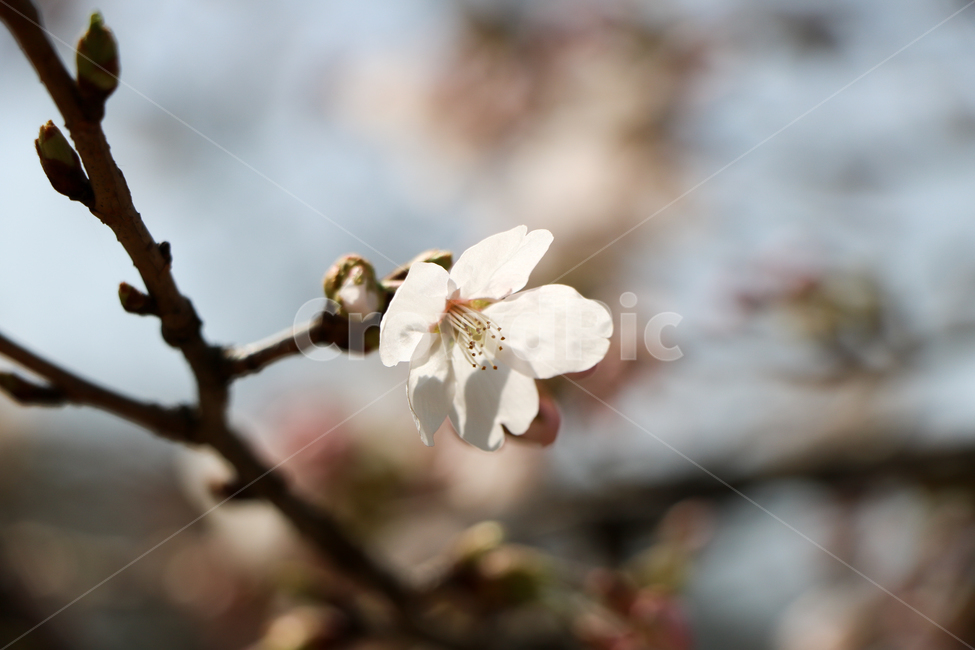 벚꽃,나무,분홍색,흰색,하늘,봄,봄,계절,spring,season,식물,자연,plants,nature,꽃,flower,plant