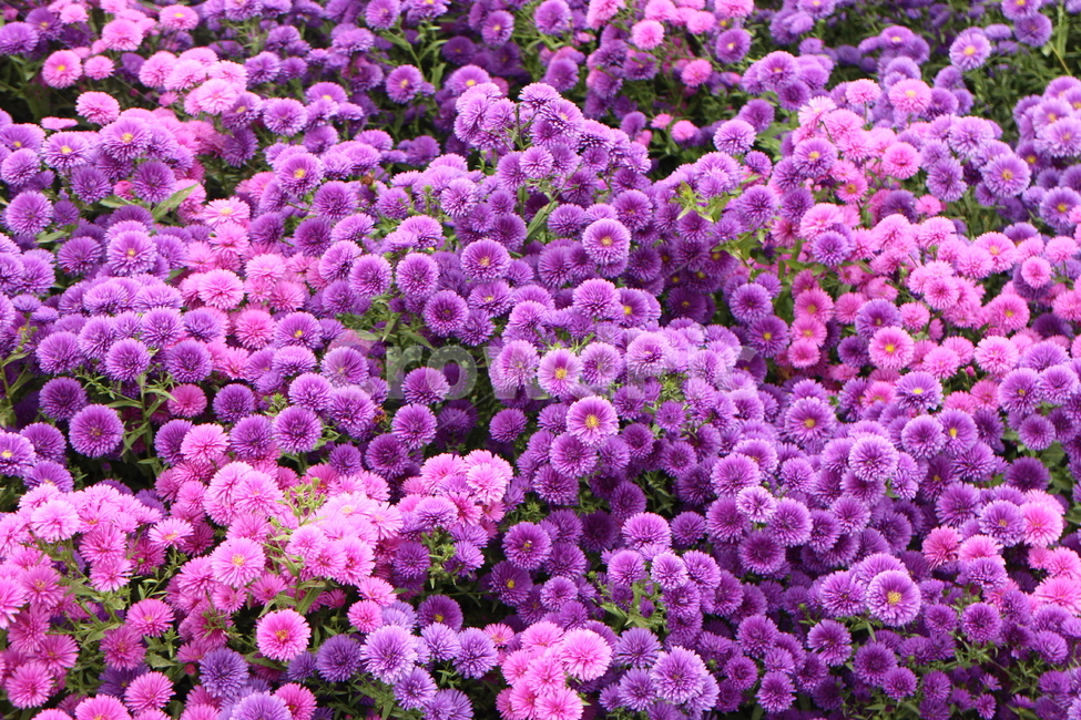보라색국화,국화,꽃,국화꽃축제,flower