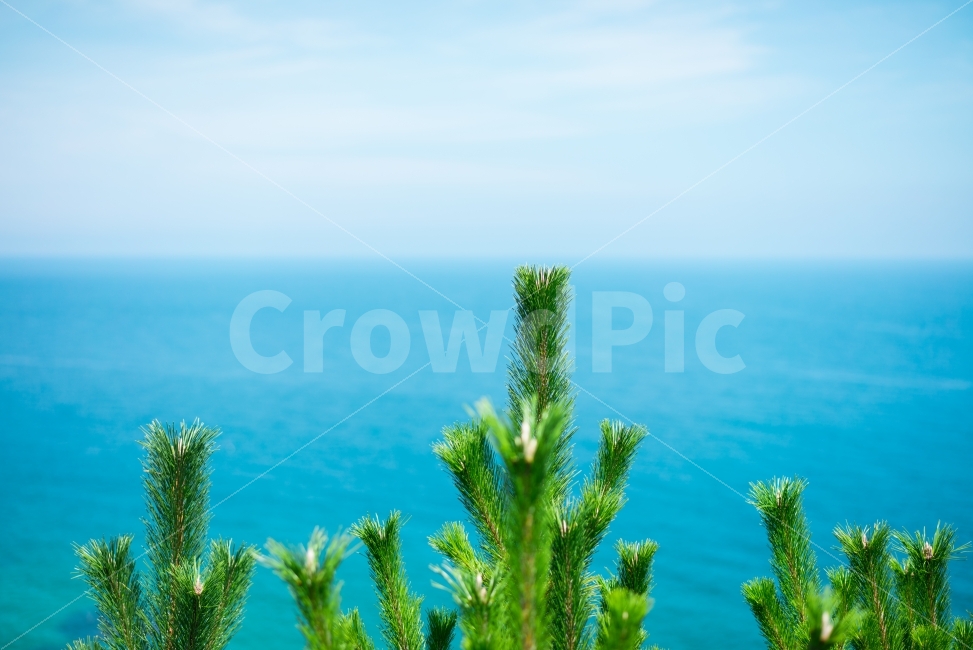바다,나무,청량,원색,화사,풍경,여름,자연,풍경,nature,landscape,식물,plants,tree,plant