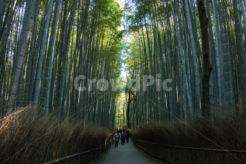 일본,대나무,자연,초록,푸른,산책로,자연,풍경,nature,landscape,사람들,대중,군중,other people,crowd,plant,식물