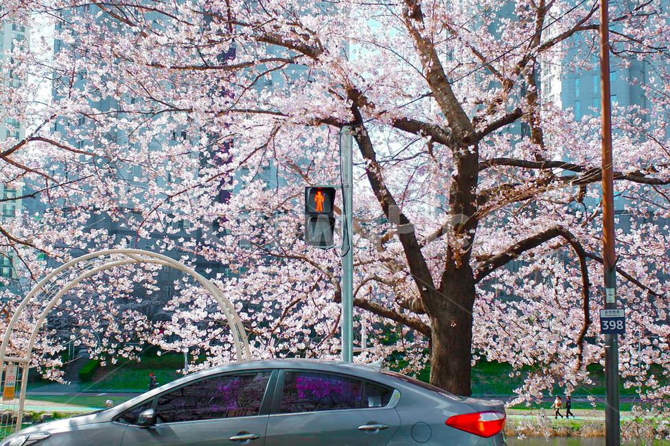 벚꽃,온천천,차,공원,풍경,봄,계절,spring,season,교통,교통수단,traffic,transportation,plant,식물,machine,기계,spoke,살,tire,타이어,car,vehicle,차량,automobile,자동차,alloy wheel,합금 휠,wheel,바퀴