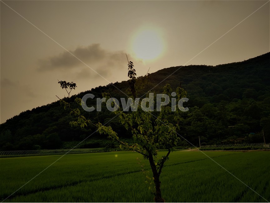 노을,풍경,자연,시골,해질녘,sunset,저녁노을,초저녁,자연,풍경,nature,landscape,grassland,목초지,outdoors,옥외,field,들,paddy field,패디 필드