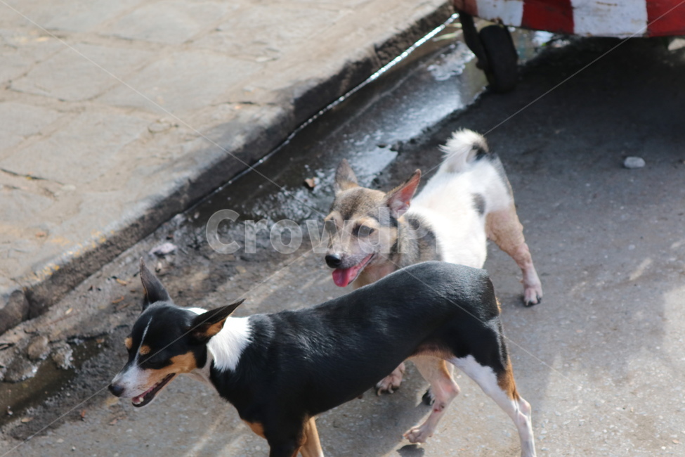 개,dog,animal,동물,pet,mammal,포유류,강아지,puppy,유기견,견,동물,animal,포유류,mammal,개,강아지,dog,doggy
