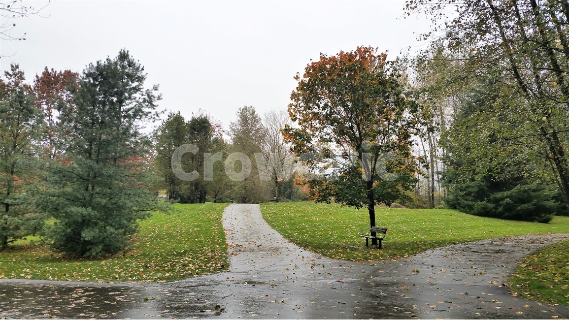 나무,숲,동산,공원,자연,가을,계절,fall,autumn,season,자연,풍경,nature,landscape,식물,plants,나무,trees,wood,tree,plant