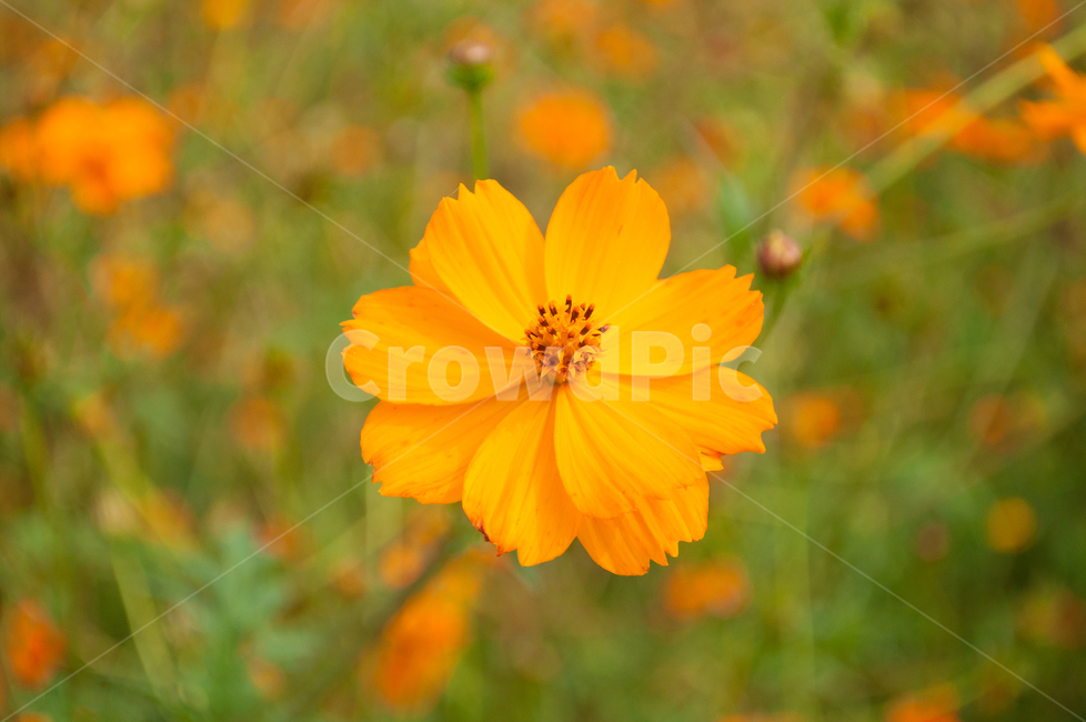 꽃,황화,코스모스,가을꽃,주황색,자연,가을,계절,fall,autumn,season,식물,자연,plants,nature,꽃,flower,plant